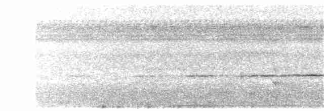Siffleur terne (groupe griseonota) - ML203908981