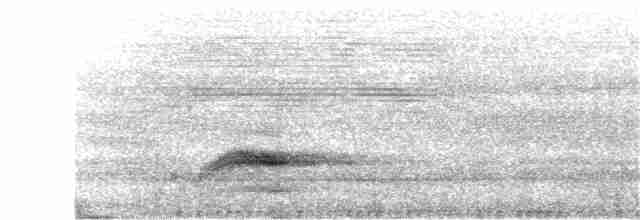 svartnakkepirol (frontalis gr.) - ML203909191