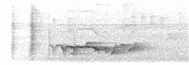 Fidschimonarch [vitiensis-Gruppe] - ML203910651