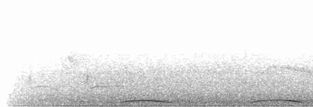  - Red-bellied Fruit-Dove