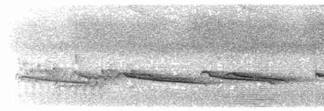 Дідрик смугастощокий (підвид layardi) - ML203912251