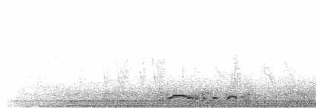 holoubek vlnkovaný - ML203912511