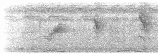 holub tonžský (ssp. fasciatus) - ML203912931
