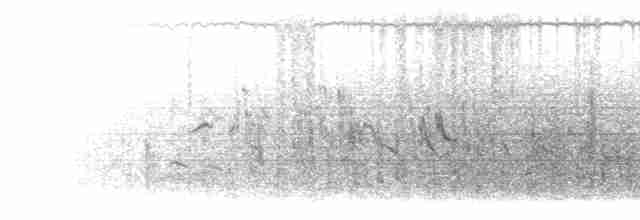  - White-browed Bushchat