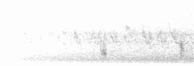 Great Reed Warbler - ML203913591