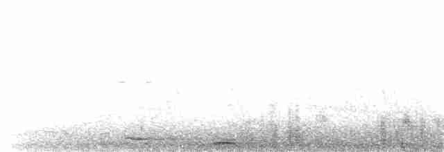 dvergrørdrum (minutus) - ML203913601