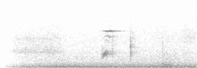 White-tailed Robin (White-tailed) - ML203914331