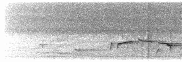 Shama à croupion blanc (groupe malabaricus) - ML203914891
