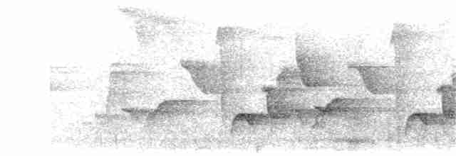 Gray-breasted Wood-Wren (Choco) - ML203915831