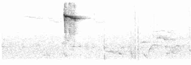 maoriflueskvett (macrocephala gr.) - ML203919711