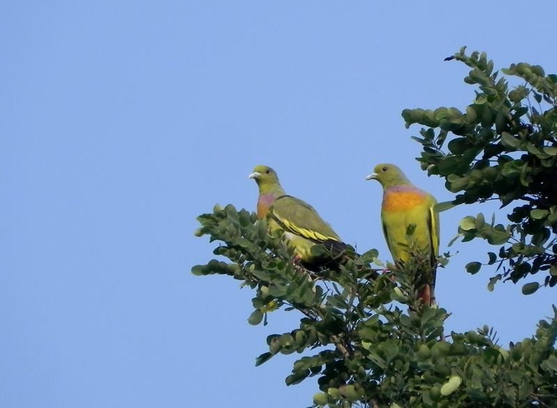 Orange-breasted Green-Pigeon - Rohit Chakravarty