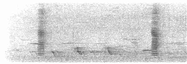 Méliphage carillonneur - ML203922151