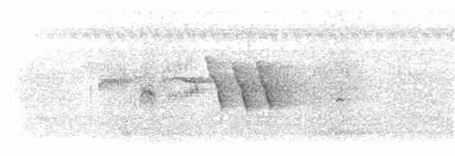 Черноголовый крапивник (nigricapillus/connectens) - ML203922641