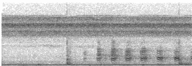 Челноклюв (cochlearius/panamensis) - ML203923941