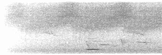 Méliphage carillonneur - ML203924141