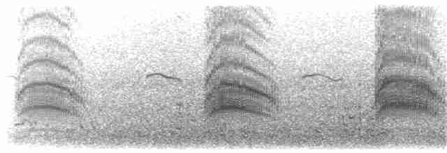 australmåke (scopulinus) (nyzealandmåke) - ML203924181