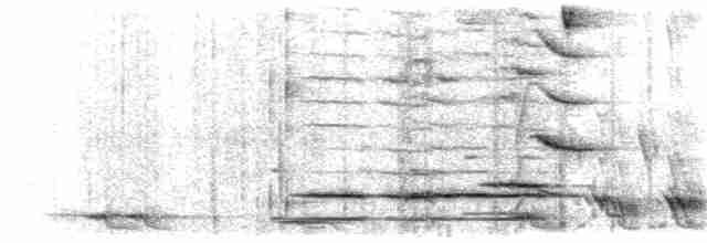 Méliphage carillonneur - ML203926541