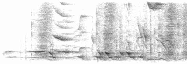 Méliphage carillonneur - ML203926551