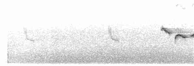 Тимелія-куцохвіст велика (підвид albiventer/pallidior) - ML203927121