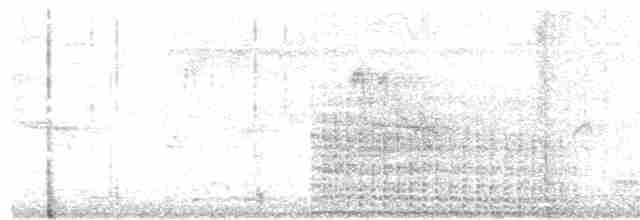  - Japanese Wood-Pigeon