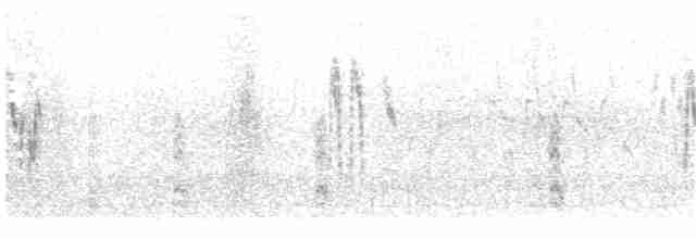 White Wagtail (ocularis) - ML203927611