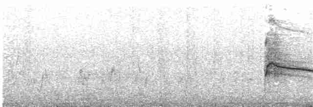 Miru beltza (aegyptius/parasitus) - ML203927781