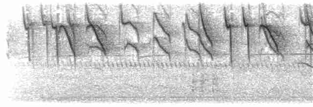 Çam Baştankarası (ptilosus/kuatunensis) - ML203928551