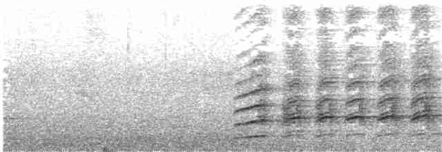 sokol stěhovavý (ssp. brookei) - ML203929581