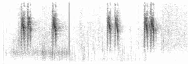 White Wagtail (ocularis) - ML203932231