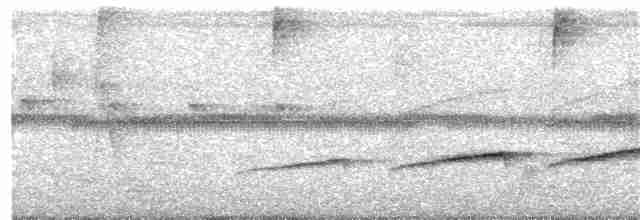 Мурав’янка-куцохвіст велика (підвид lepidonota/duidae) - ML203933921