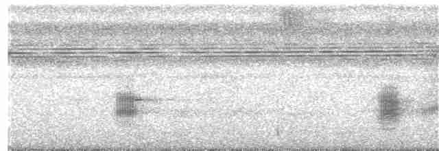 Black-tailed Tityra (Western) - ML203934001