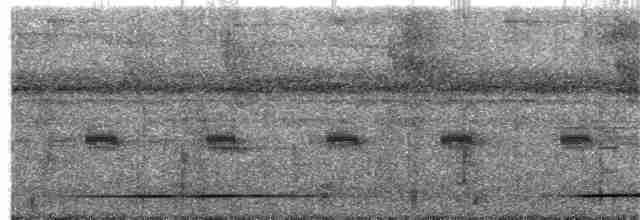 White-throated Tinamou - ML203934211