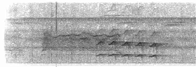 Açık Gerdanlı Yaprakkarıştıran (auricularis) - ML203934531