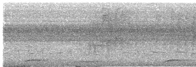  - Mackinlay's Cuckoo-Dove