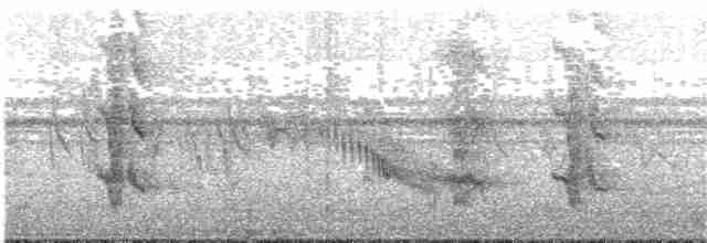Сероголовый попугай (suahelicus) - ML203935581
