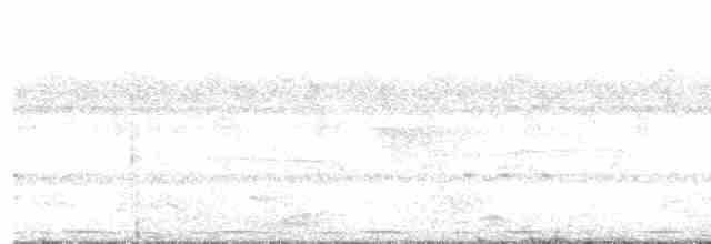Benekli-Çizgili Barbet (hirsuta) - ML203936051
