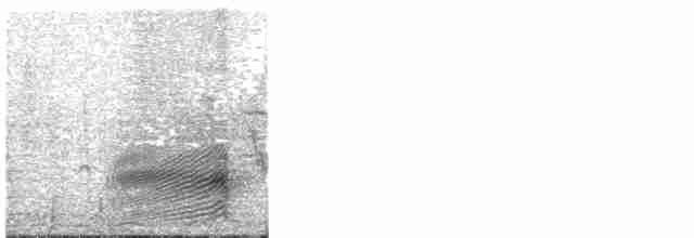 Африканский широкорот [группа afer] - ML203936891