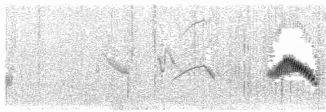 Жайворонок криводзьобий (підвид brevirostris) - ML203938441