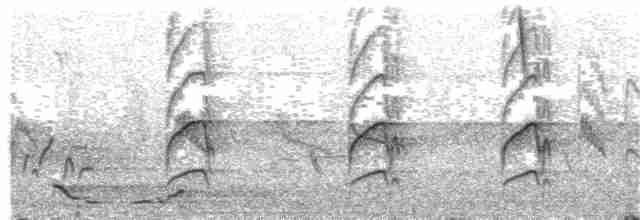 Pito Oliváceo (griseocephalus) - ML203938561