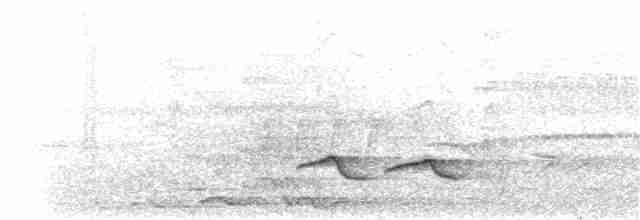 Troglodyte à poitrine blanche (pittieri/costaricensis) - ML203941641