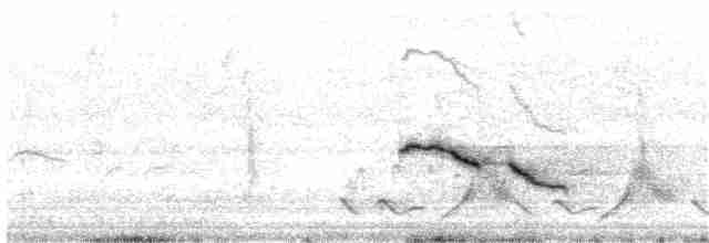 Weißbrauen-Heckensänger [leucoptera-Gruppe] - ML203941961