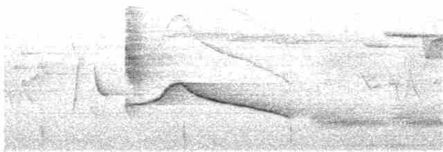 Широкохвістка непальська [група vulcanius] - ML203944041