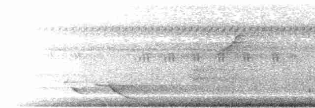  - Silver-tipped Imperial-Pigeon