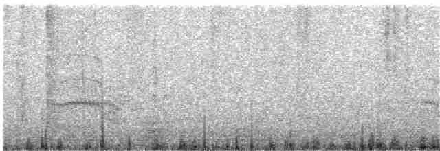 Common Tern (longipennis) - ML203947381