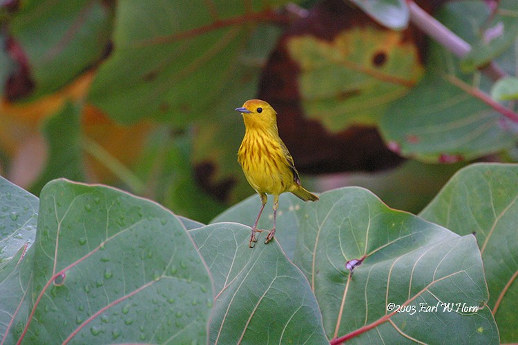 Yellow Warbler (Golden) - Earl Horn