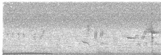 holub pestrokřídlý - ML203954981
