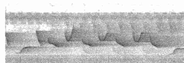  - Dohrn's Thrush-Babbler