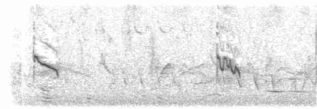 ケープメジロ（capensis グループ） - ML203964151
