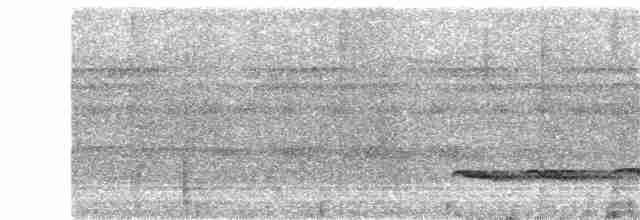 Weißschulter-Ameisenvogel - ML203964571