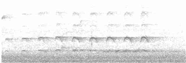 Сверкающий дронго [группа bracteatus] - ML203967051